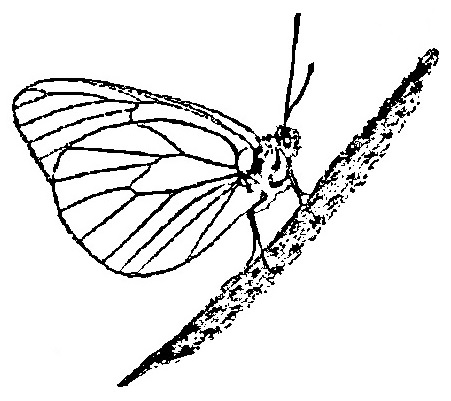 Dagvlinder logo